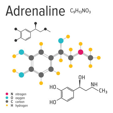 Chemical formula, structure and model of the adrenaline molecule, vector illustration