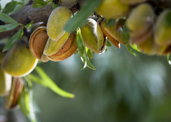 almond harvest