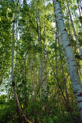 Birch Grove