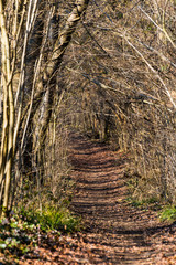 Chemin dans la f&ocirc;ret