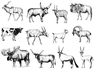 Big set of hand drawn sketch style ungulates isolated on white background. Vector illustration. © Ecaterina Sciuchina