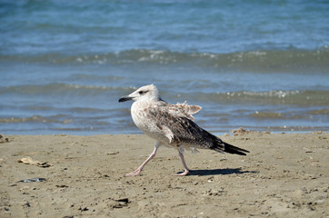 M&ouml;we am Strand im Laufschritt