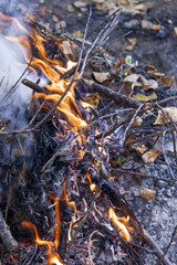 Inflaming the fire. Fire. The fire in the forest. Burning branches