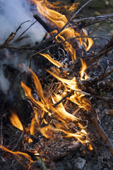 Inflaming the fire. Fire. The fire in the forest. Burning branches