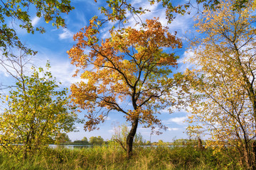 Tree in autumn on a sunny day