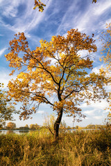Tree in autumn on a sunny day