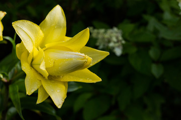 Easter Lily,Longflower Lily,closeup of yellow lily flower in full bloom.Beautiful yellow Hemerocallis on green nature background. Blooming lily.Copy space