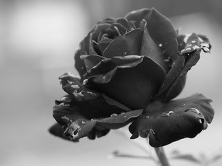 Rose in schwarz weiß