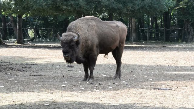 American buffalo or bison
