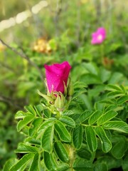 Red flower of a dogrose.