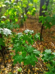 Green leaves of maple in autumn.