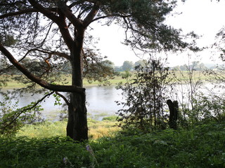 view of the river through the trees