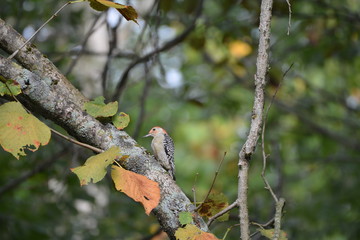 Red Bellied Woodpecker