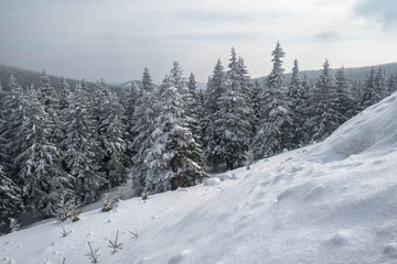 Winter landscape with forest