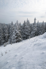 Winter landscape with forest
