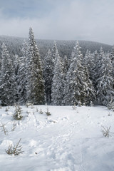 Winter landscape with forest