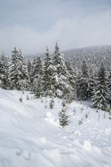 Winter landscape with forest