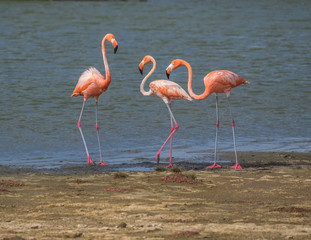 Three pink flamingos along the shore in Bonaire