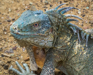 Portrait of a very blue American (or green) iguana on the Caribbean island of Bonaire