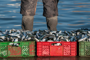 Obraz premium Red and green baskets filled with sardines on the dock