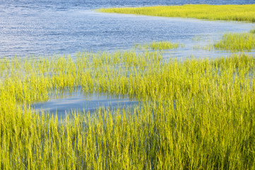 Cordgrass growing in the coastal marsh of South Carolina