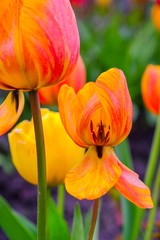 Tulip blooms in Spring
