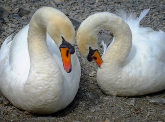 Mates for life. swans. 