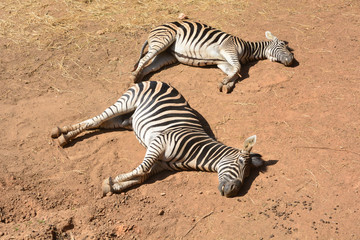 Fototapeta na wymiar Young beautiful zebra sleep on ground background
