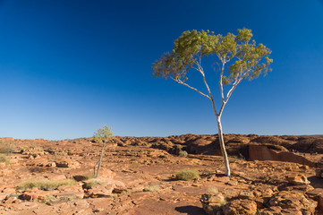 A lone eucalyptus at the top of the canyon on the Rim Walk at Kings Canyon, Watarrka National Park,...