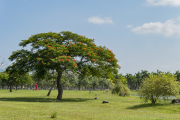 Delonix regia blossom in the beautiful campus of National Dong Hwa University