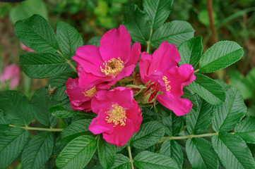 Wild rose of wild rose and ripe berry. Rosehip on a branch.