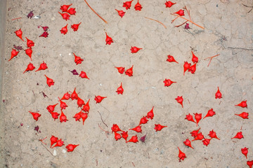 Acerifolium Flame Tree flowers