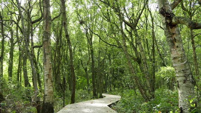 Sylt Erholung und Natur, Wald an der Vogelkoje am Wattenmeer Kampen Nordfriesland Sylt
