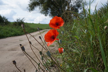 Obraz premium Mak ,mak w rowie ,mak przy drodze ,mak i makówki