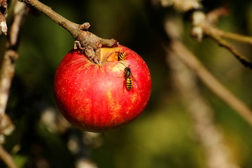 Wasps feeding on an apple.