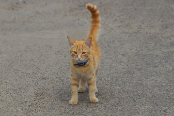 a small red kitten stands on the gray asphalt of the road