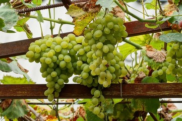 Green and yellow berries of grapes in clusters on branches with leaves