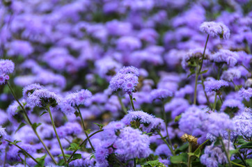 Field of purple flowers