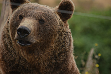 Obraz premium Brown Bear
