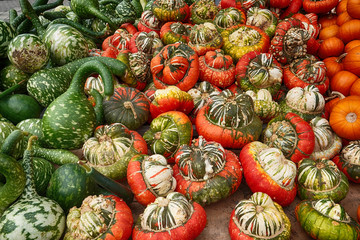 K&uuml;rbisse Zierk&uuml;rbisse Speisek&uuml;rbisse