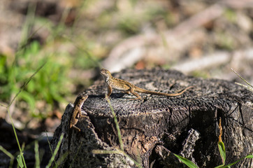 little lizard on a tree stump
