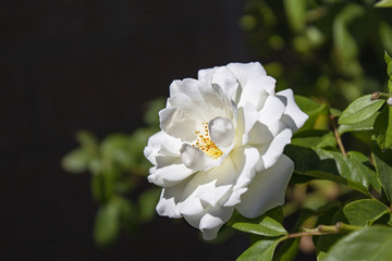 Obraz premium flor blanca con pistilos amarillos