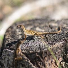 lizards in nature