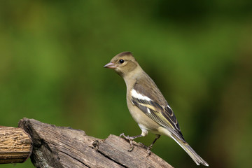 Aufmerksames Buchfinkweibchen