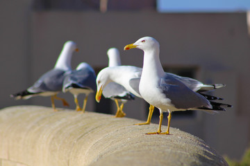 Fototapeta premium Gaviotas en el Teatro Romano de Cartagena, España