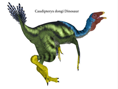 Caudipteryx Dinosaur Tail with Font