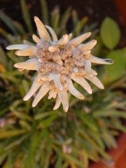 edelweiss