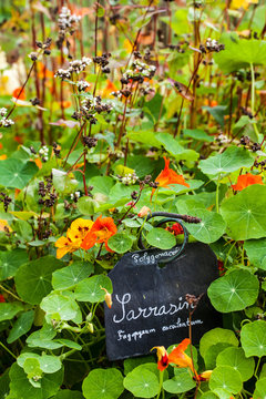jardin potager organique l&eacute;gumes automne saison cabane jardinier