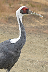White-Naped Crane