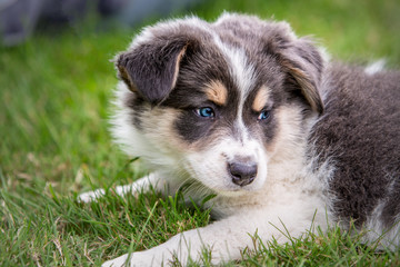 Border collie dog living in belgium